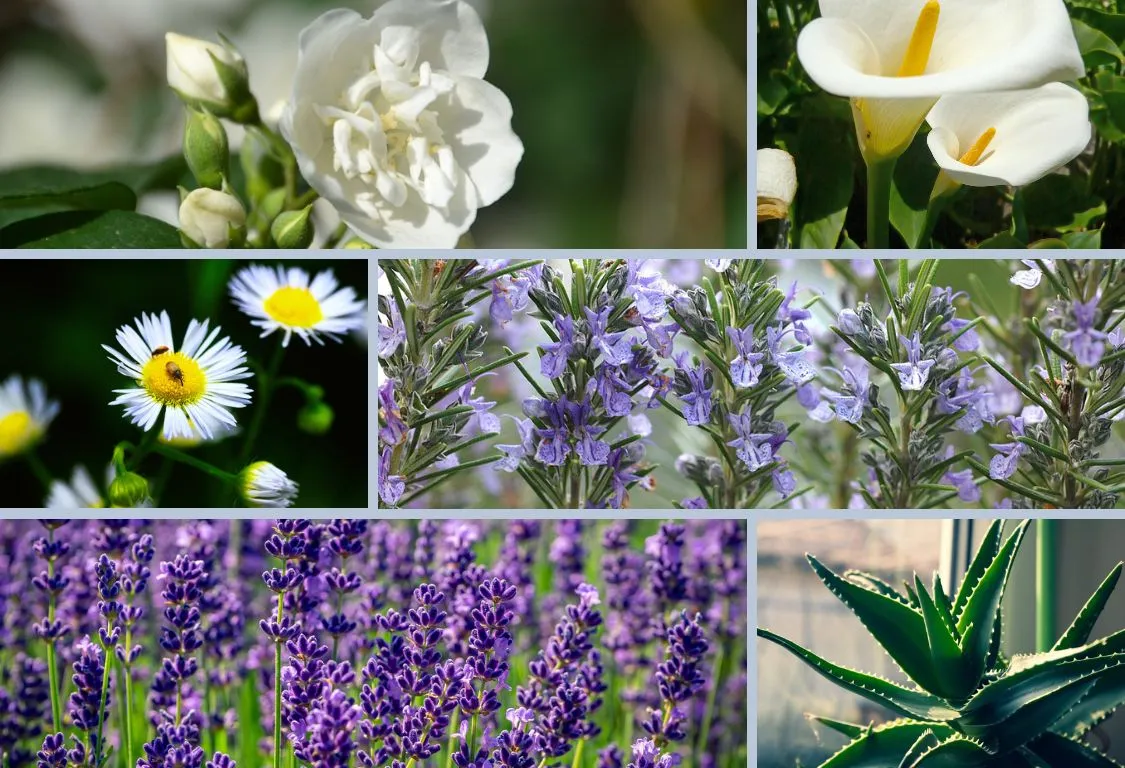 blommor som lindrar stress