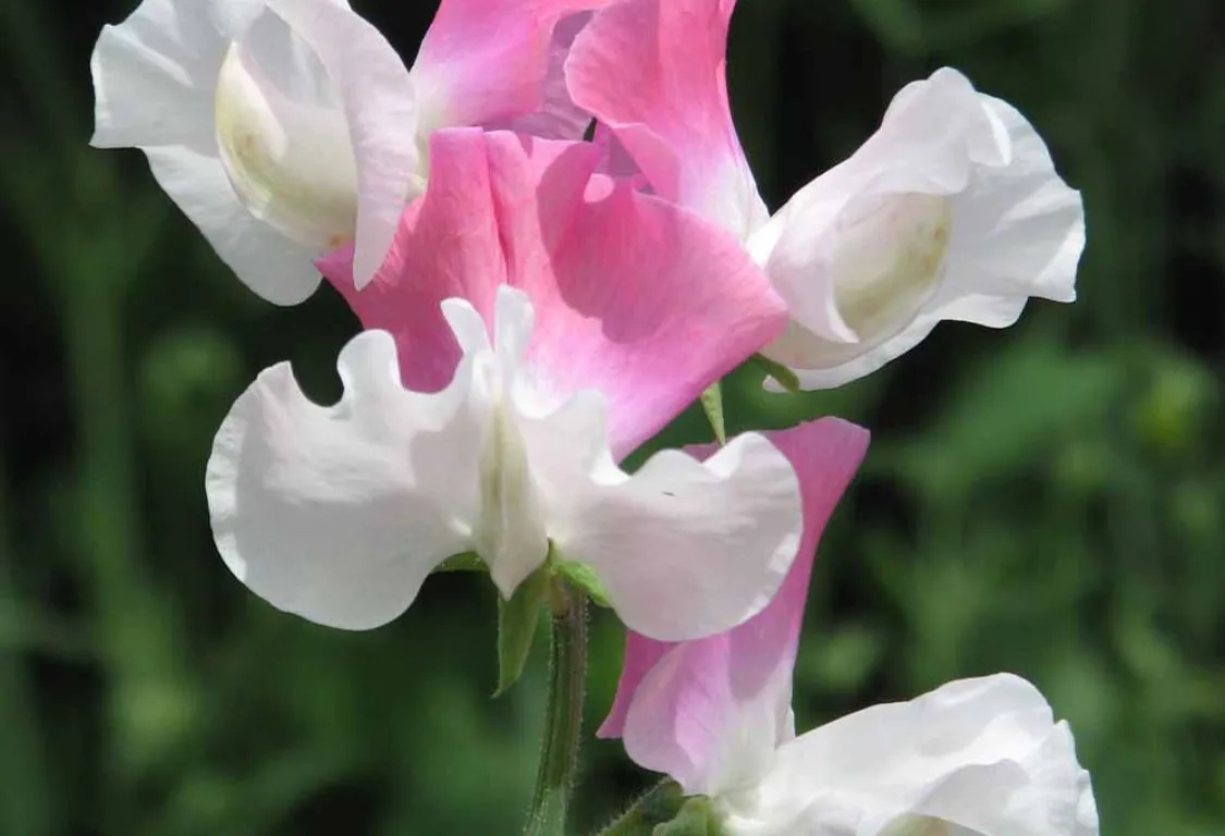 odling av luktärter