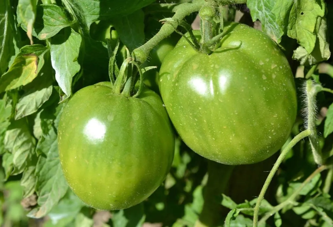 Odla egna tomater