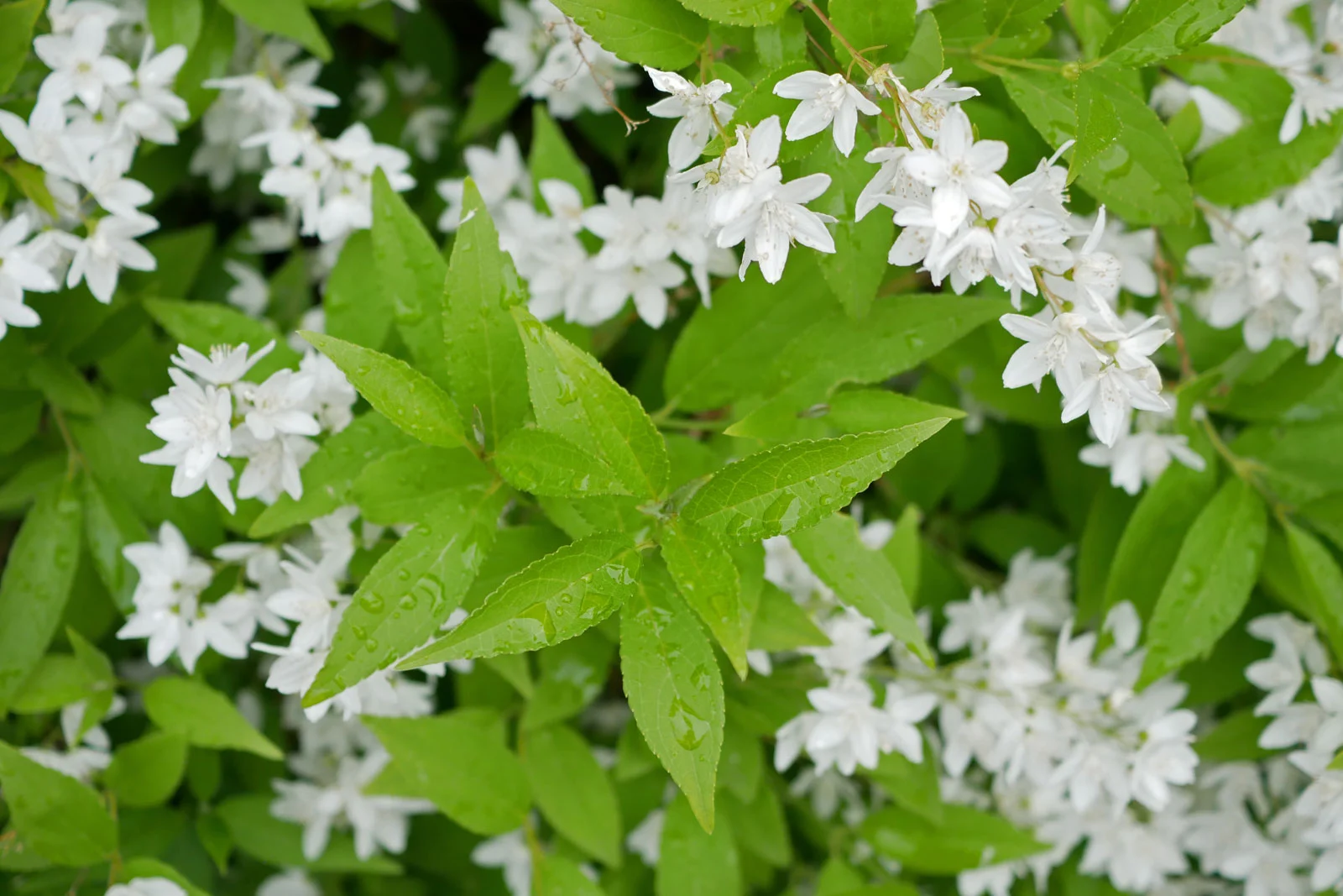 Grow Deutzia