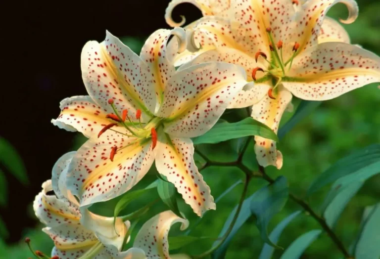 Plantering av liljor