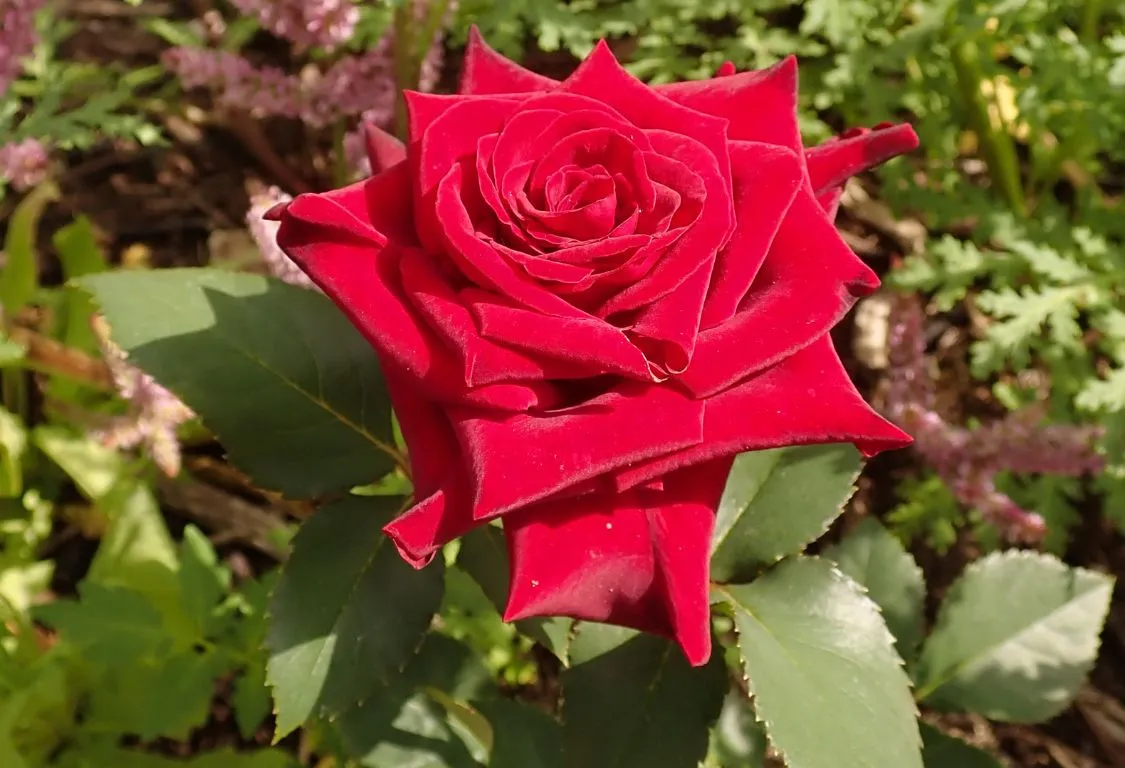 Skötsel av Rosa Svart Baccara