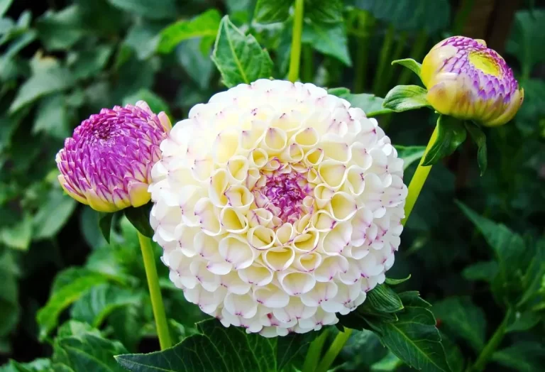 Var trivs dahlior bäst