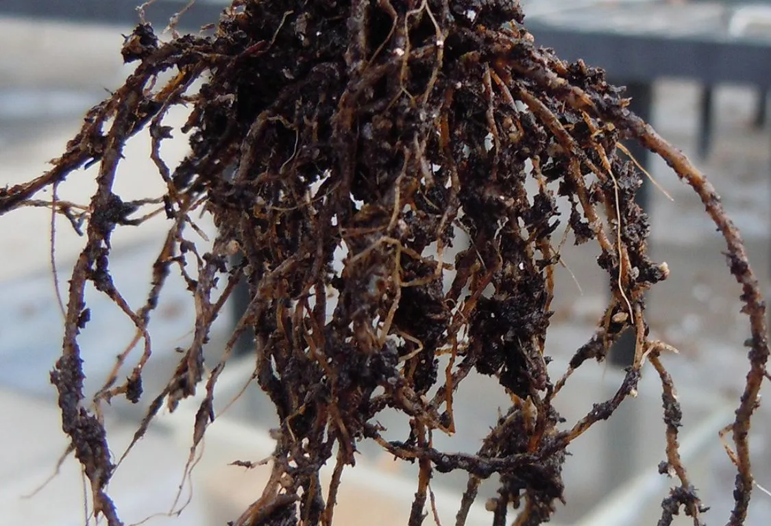 hemgjorda medel mot rotröta