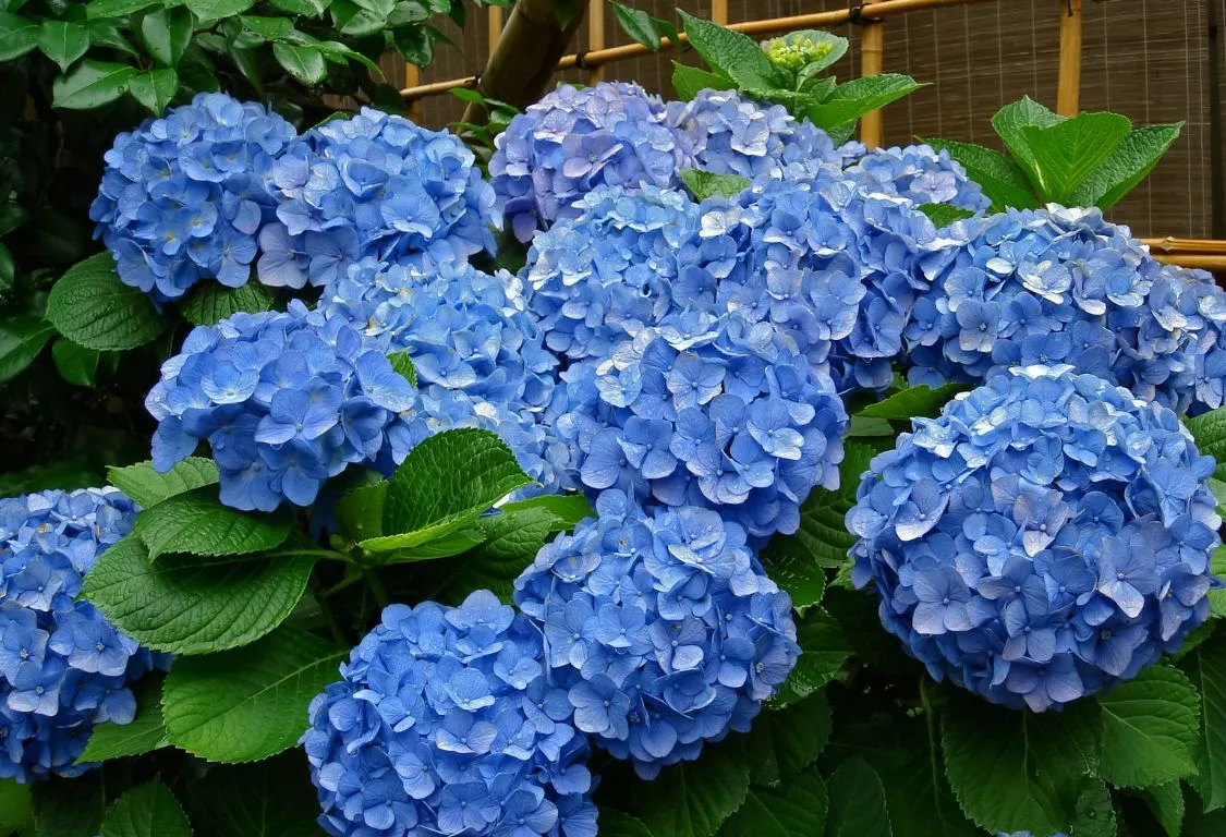 odla och vårda hortensior