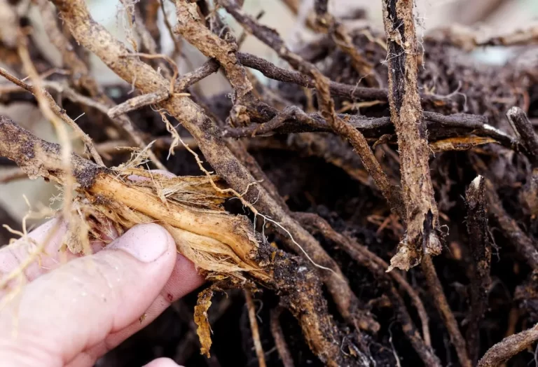 behandling av rotröta