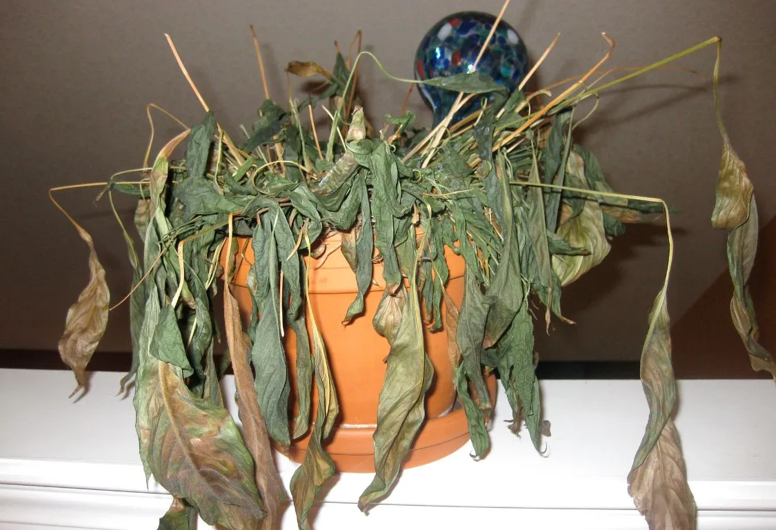 Varför dör min krukväxt