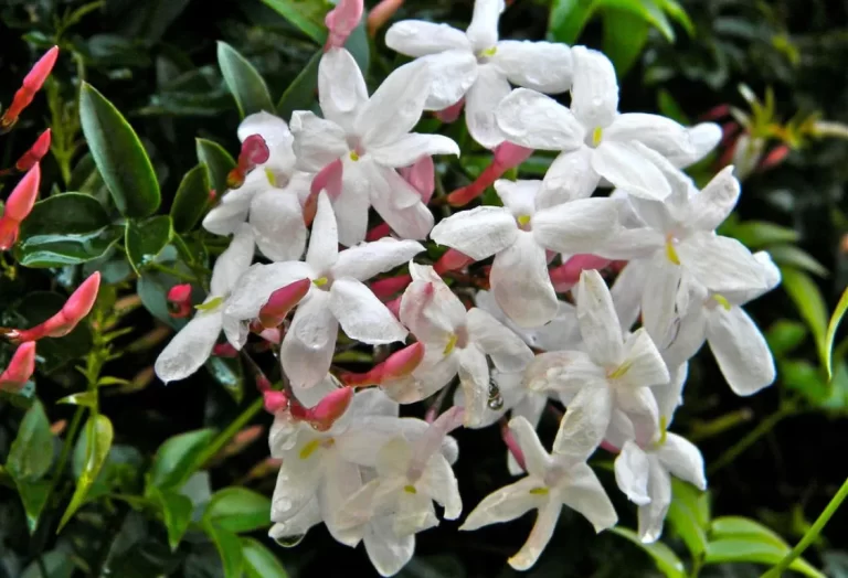 vattna jasmin