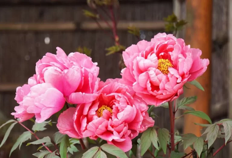 Plantering av pioner