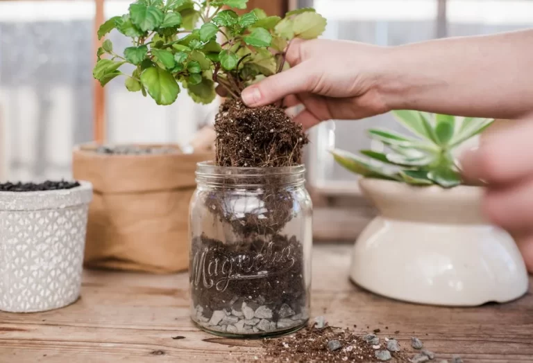 Bästa jord för krukväxter