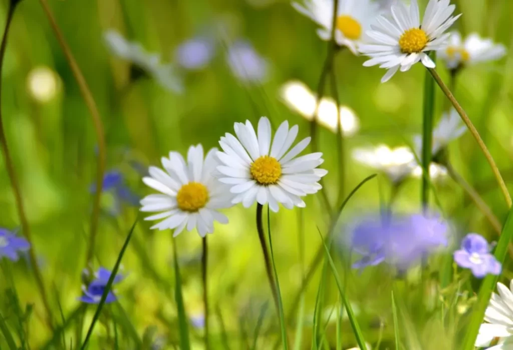 Sommarblommor