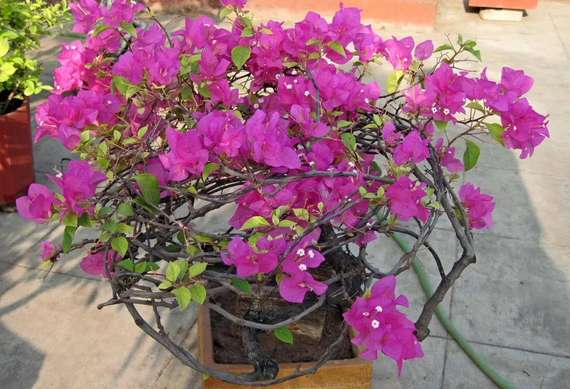 odla bougainvillea