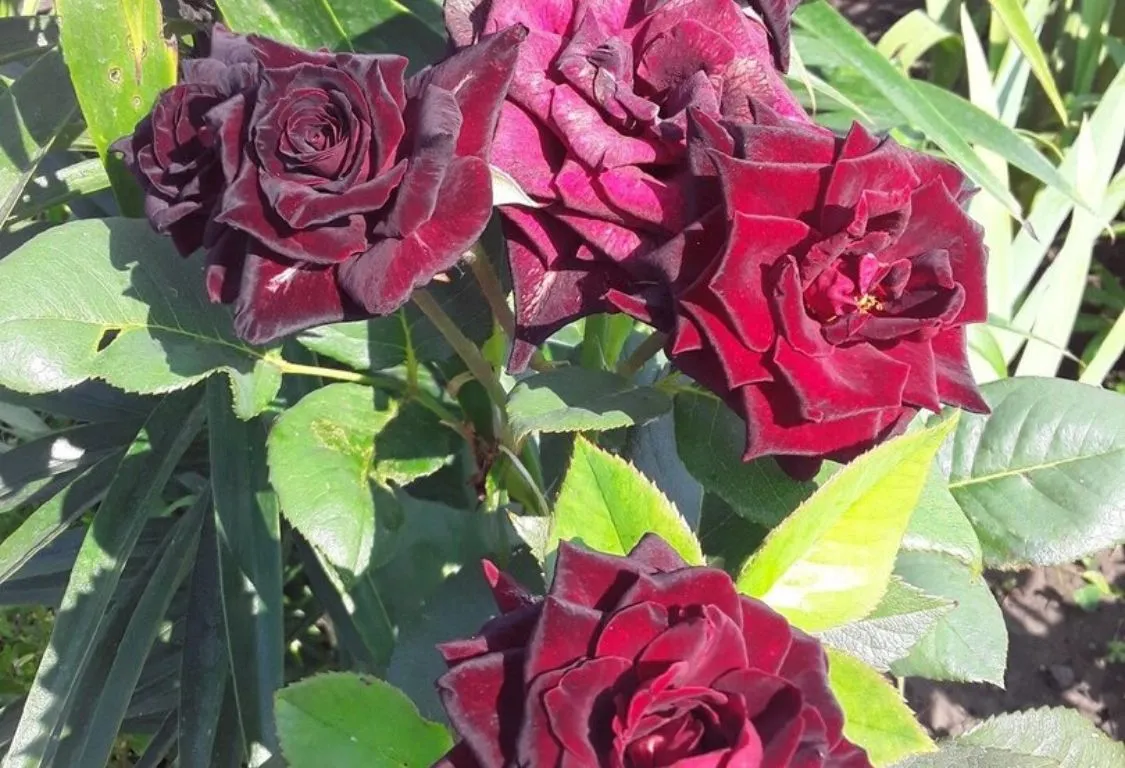 Rosa Svart Baccara egenskaper