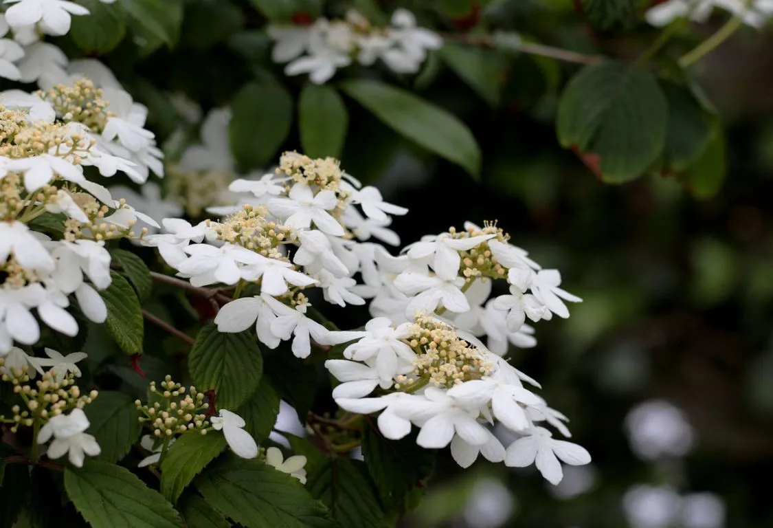 Odla Viburnum Rufidulum