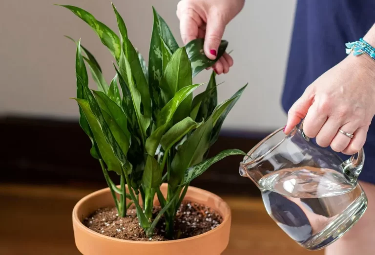 rätt bevattning krukväxter