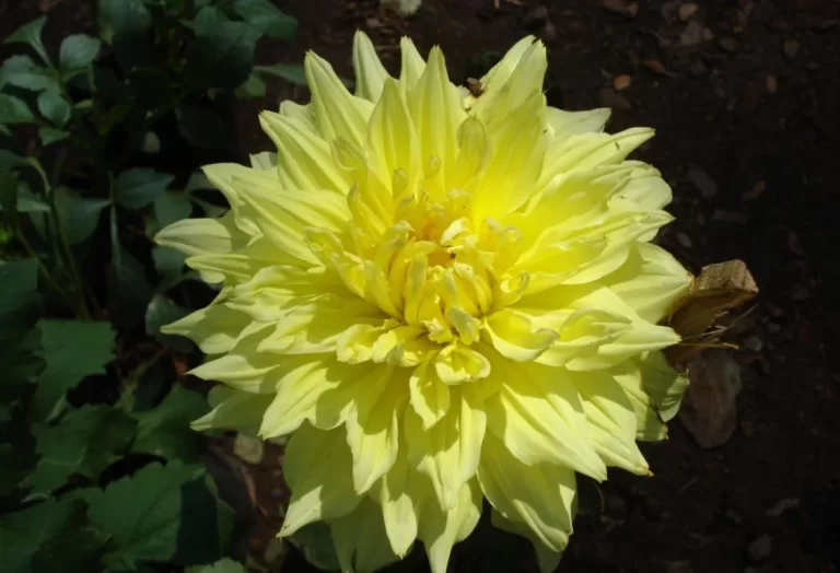 bästa jord för dahlia