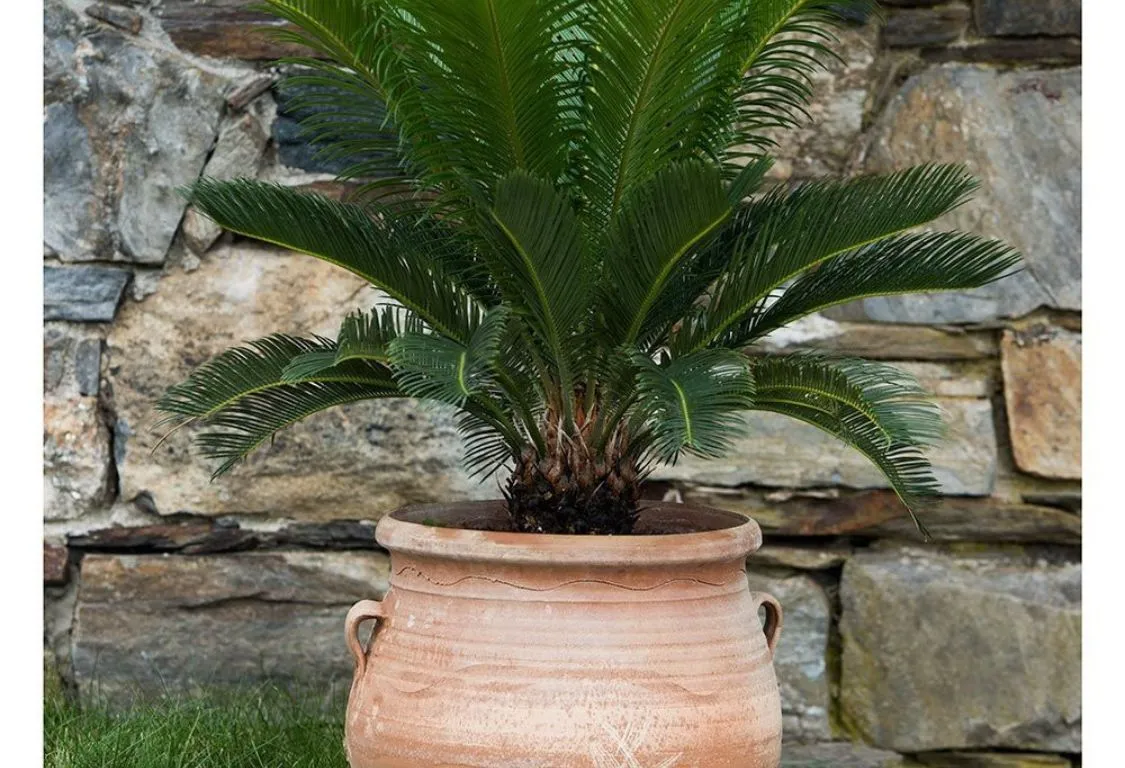 odla Sago Palm