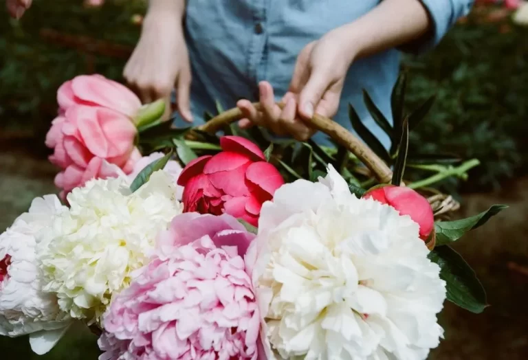 olika sorters pioner