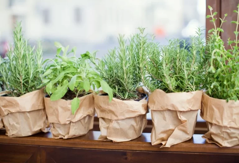 Bästa örter för nybörjare