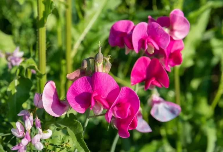 kultivera luktärter