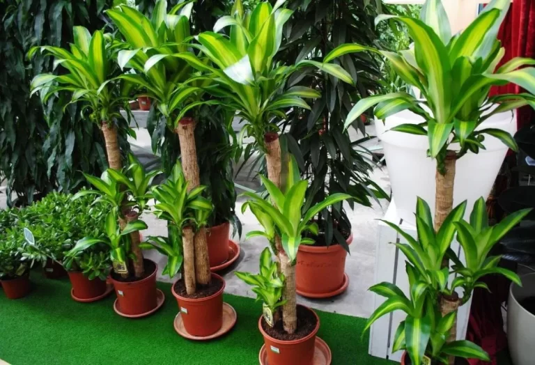 bästa kruka för krukväxter