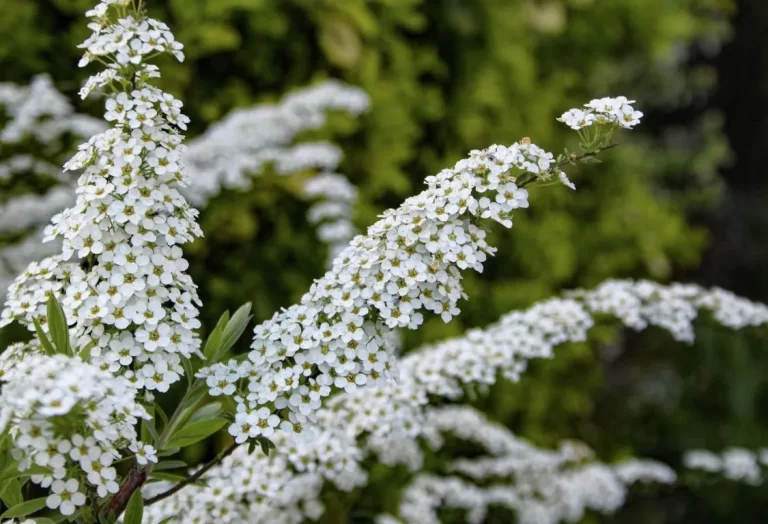odla Spirea