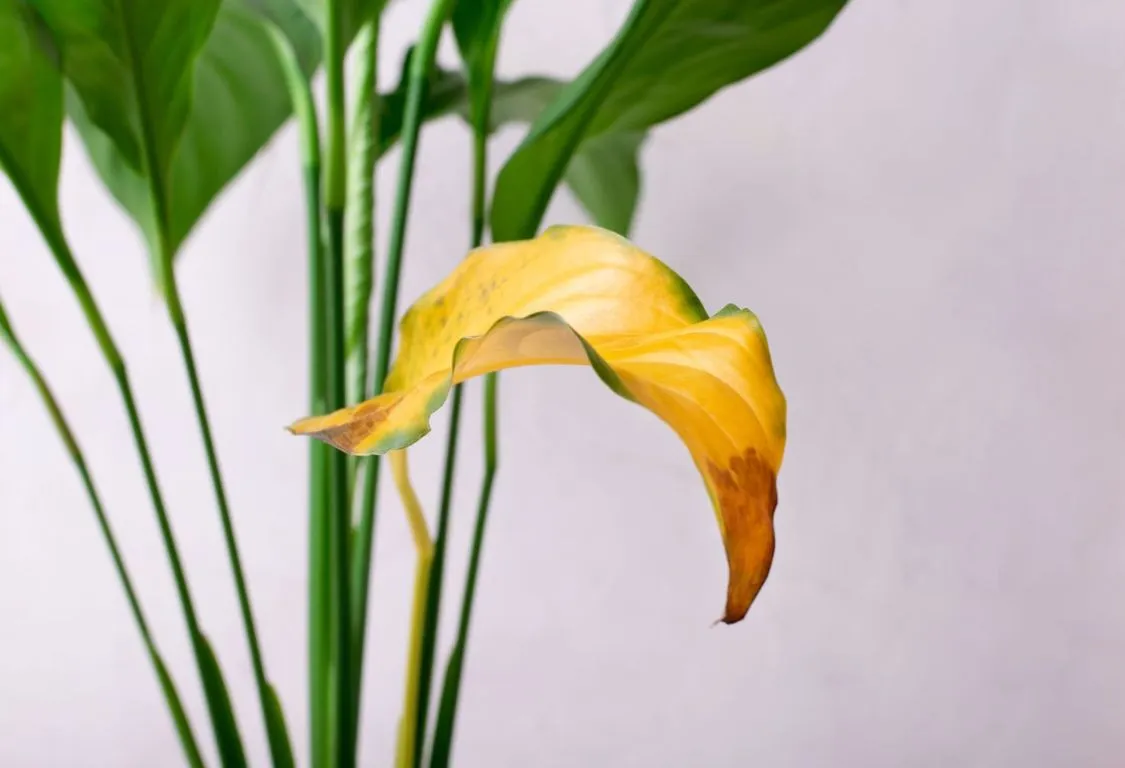 gula blad och rotröta