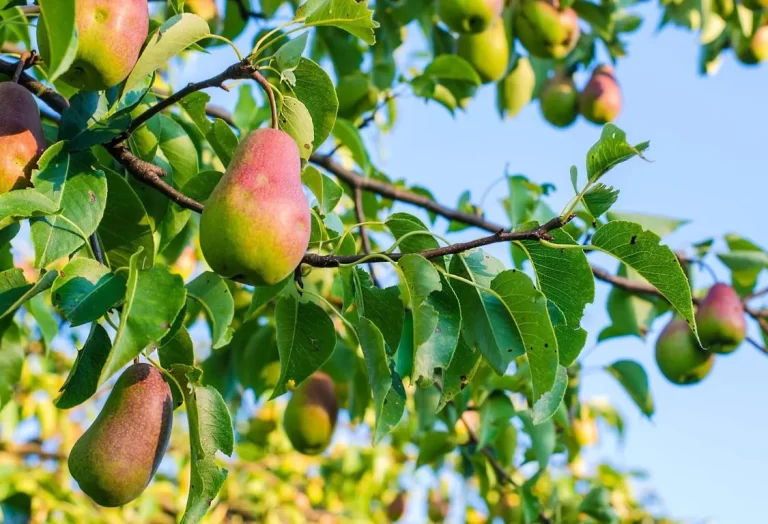 Bästa päronträden