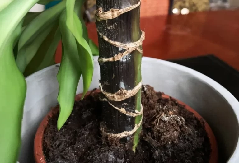 orsaker till rotröta