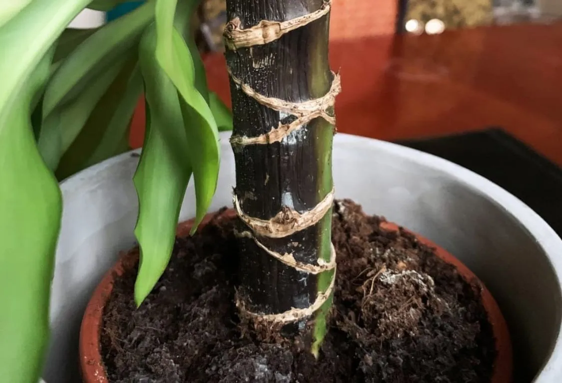 orsaker till rotröta