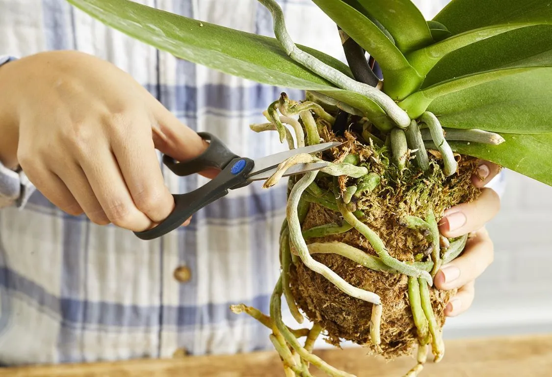 Rotröta i orkidéer