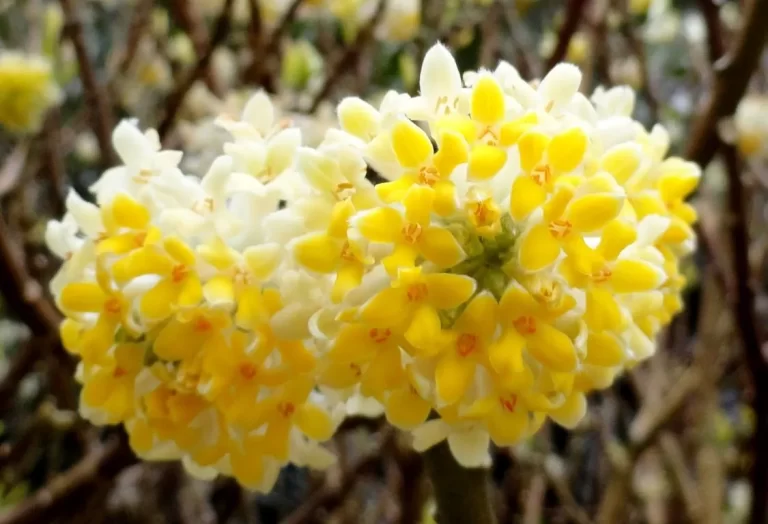 plantera pappersbuske