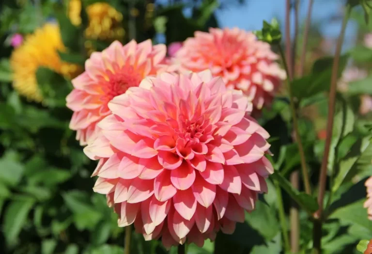 Dahlia