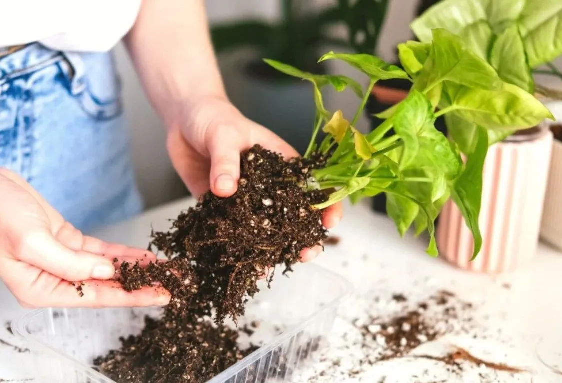 kemikalier mot rotröta