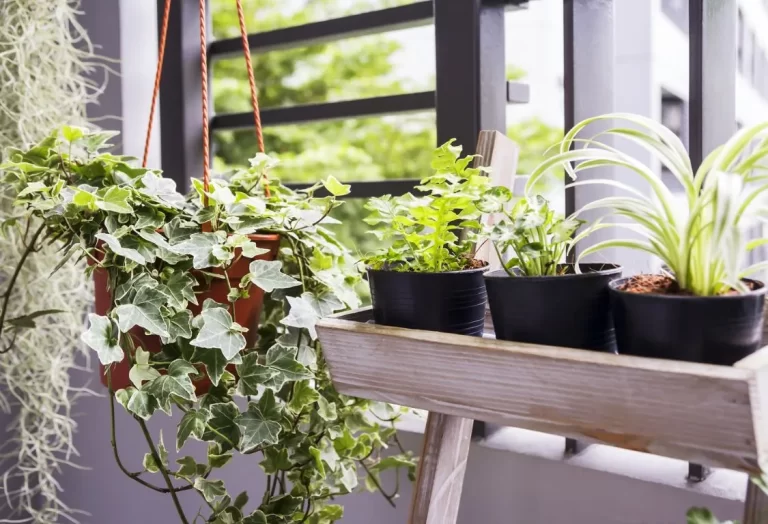 odling av engelsk murgröna