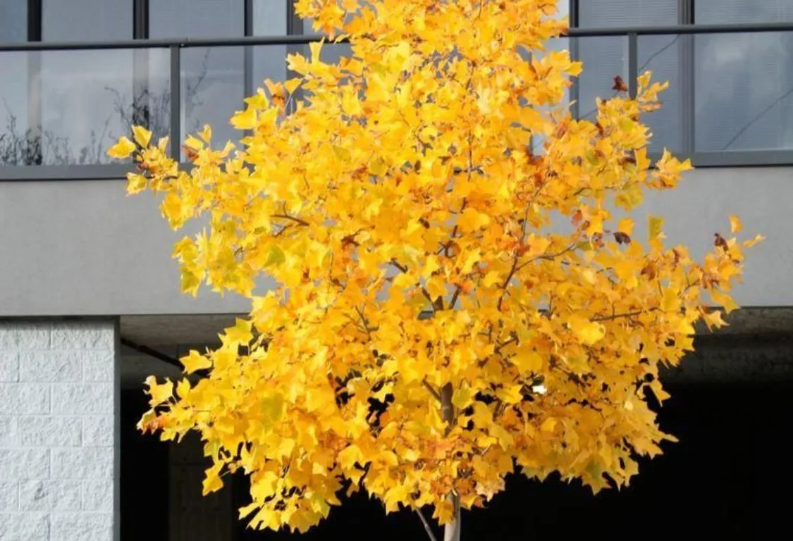 plantera och odla poppelträd