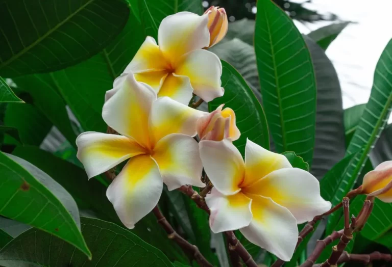 odla Plumeria