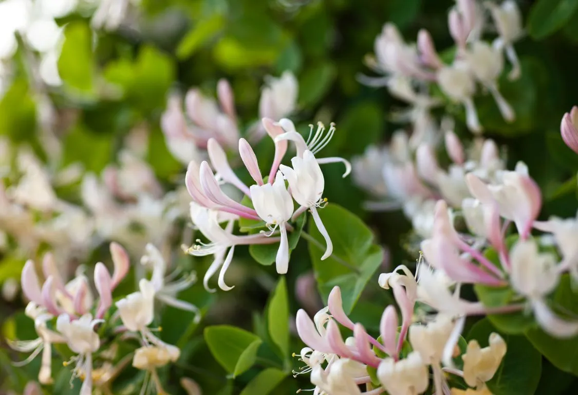 plantera buskkaprifol