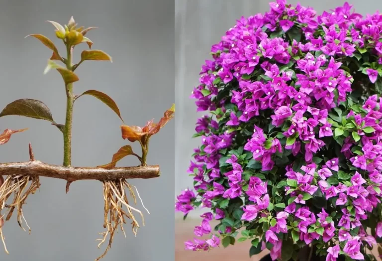 Förökning av klematis