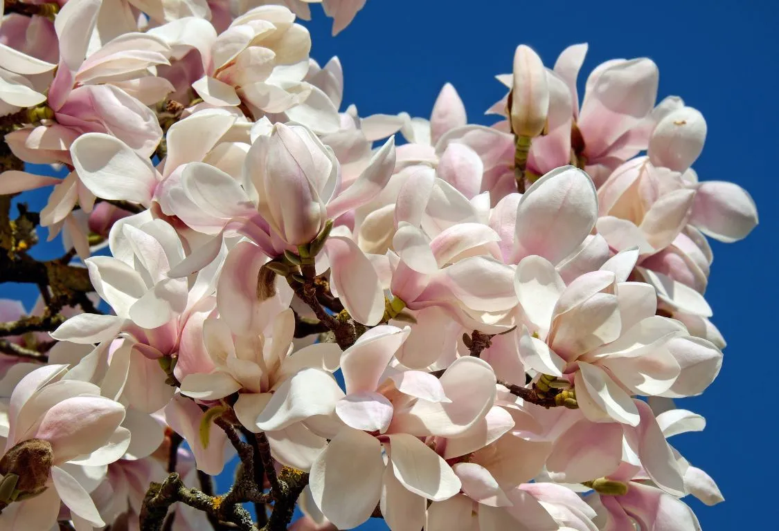 Magnoliaträd och buskar