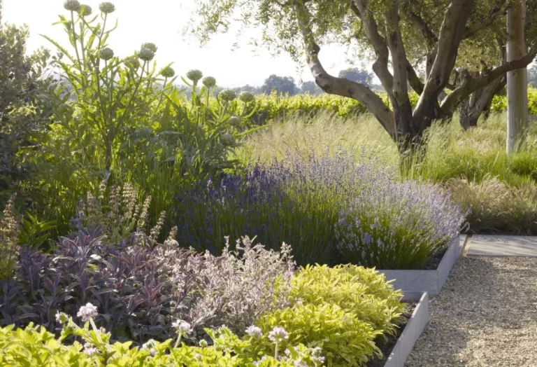torka-toleranta buskar
