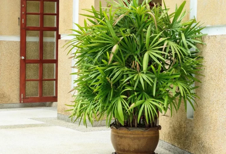 Plantera Lady Palm