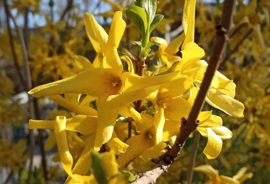 beskära Forsythia