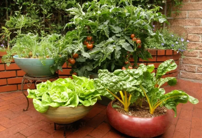 Trädgårdsskötsel i behållare nybörjare