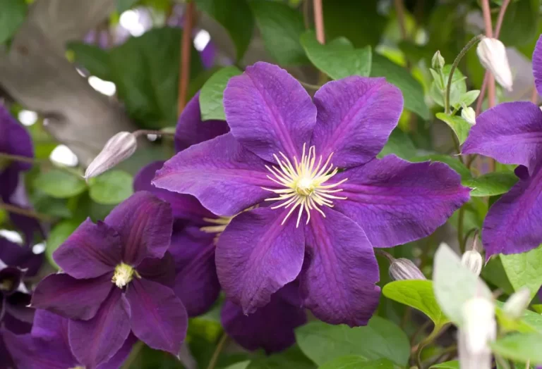beskära Clematis