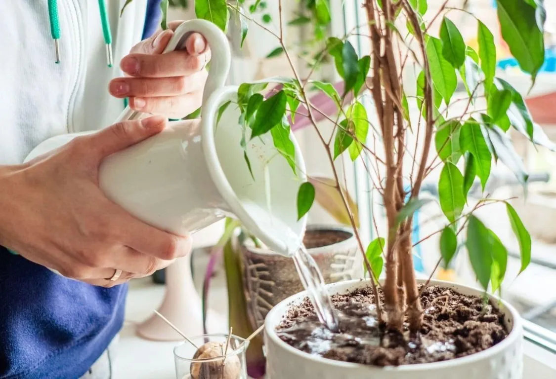 Växter mot vinterblues