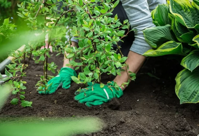 Värsta träd att plantera