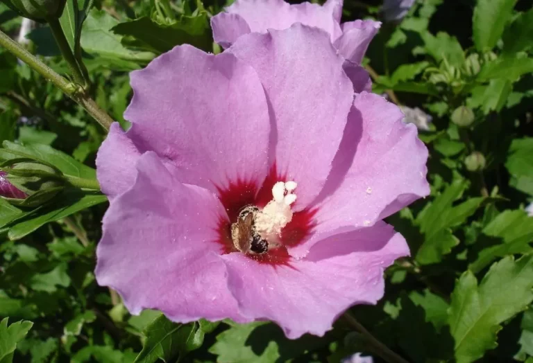 beskära Rose of Sharon
