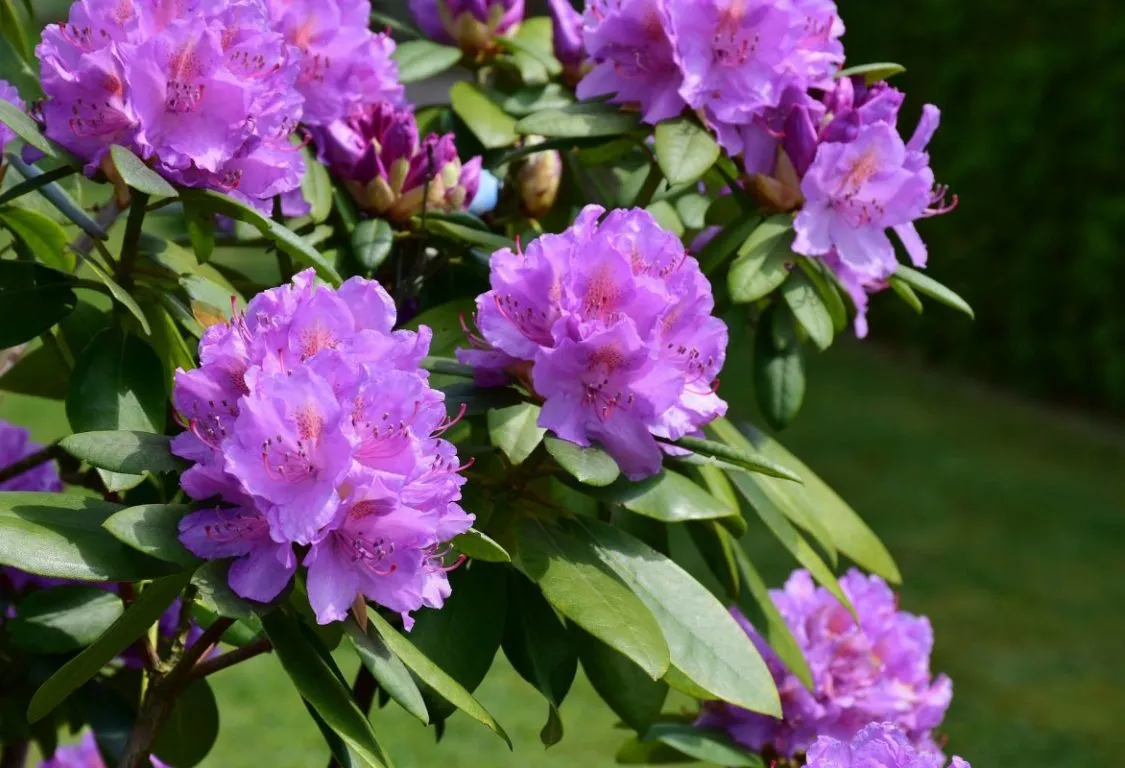 beskära rhododendron