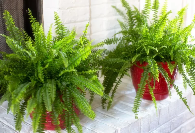 odla Boston Fern